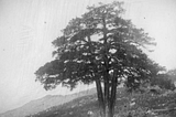 A grainy black and white photo of pi de les tres branques. The tree with three trunks stands alone, with a hillside covered in brush in the background.