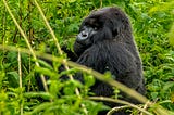 Covid-19, climate change and the invisible gorilla