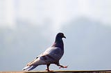 How Pigeons can help us write Algorithms