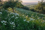 Hill covered in wildflowers.