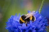 The Bumblebee Rule