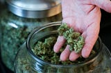 Bob Leeds, co-owner of Sea of Green Farms, shows some of the marijuana he produces during at his facility in Seattle.