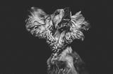 Black and white photo of fluffy dog in mid-head turn, ears outstretched — photo source Unsplash