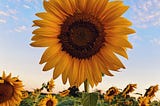 Sunflower Fodder: Bright and Nutrient-Rich Feed for Hens