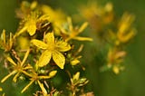 Lift the Spirit with St. John’s Wort