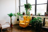 The Superpower of Plants in Your Home