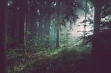 A dense forest with glowing illumination from a distance.