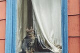 Tabby cat sits and looks out a window