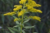 Family Drama Beneath Our Feet: Genetic Tug of War in Soil