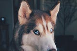 Dog Shedding: How To Reduce Or Minimize Excessive Shedding?
