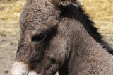 Donkey on the garbage heap.