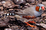 Australian Zebra Finches and Human Speech Disorder