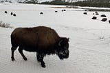 How to do Yellowstone in a Weekend (in Winter)
