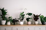 Home Decorating with Plant Displays