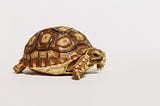 A brown turtle on a white background.