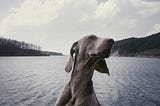 Weimaraner sitting in front of a background of what looks like a Norwegian fjord. Dog is very, very smug looking.