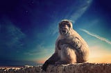 Image of monkey with a blue sky in background.