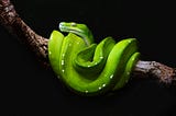 Snakes on a Plane: How Rust is Giving Python a First-Class Upgrade