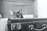 Cat in a suitcase looking directly at camera
