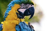 Can a Human Hope To Understand a Unique Parrot’s Needs?