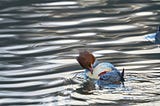 A common Merganser cleaning it’s back