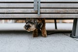 how to overcome shyness, being shy, overcoming shyness, break free from shyness