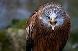 Anger