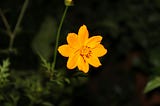 A Bright Yellow Flower