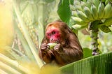 Koko Eating Bananas with Binary Search in Python