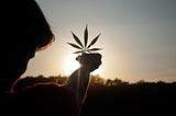 A round-up of some of our recent cannabis research publications