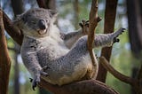 Maybe koalas being lazy too are onto something