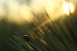 Ladybug standing on tall grass with the sun peeking through.