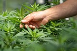 What Is Full Spectrum CBD and Can It Benefit Me?