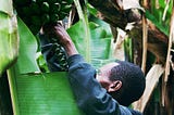 A man reaching towards a banana tree