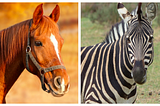 Zero-Shot Image Tagging: Harnessing AI for Efficient and Flexible Image Classification