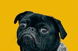 Understanding the Underdog: The Thrill and Strategy of Betting on the Unexpected