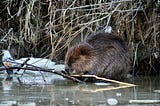 The Beaver