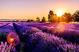 a field of purple flowers with the sun rising on the flowers