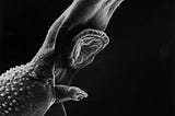 Signs America Has a Parasite*