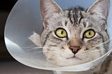 How to Care for Your Cat After Neutering