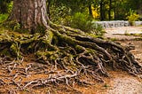 The base of a tree with lots of exposed, tangled roots.