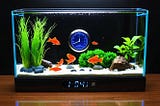 Fish-Tank-Thermometer-1