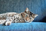 Lonely Cat…3 Signs That Your Cat Is Feeling Lonely