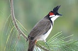 The Red-Whiskered Bulbul