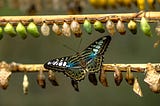 Pupae and a butterfly