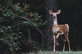 The Man And His Deer