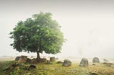 The Plain of Jars