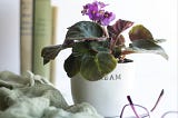 Boost a Space with Stunning African Violet