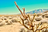 在沙漠的乾澀中揉進花香，Byredo Mojave Ghost 莫哈維之影淡香精