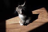 A kitten in a ray of light on a wooden board, staring up at something unseen, JA Vassili, Medium